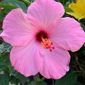 Meet your Posher, Rianna